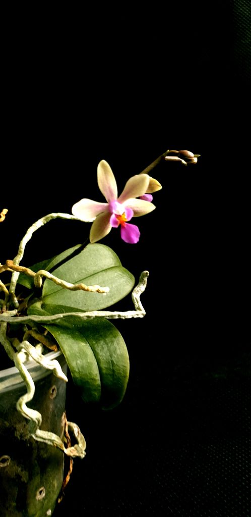orchid